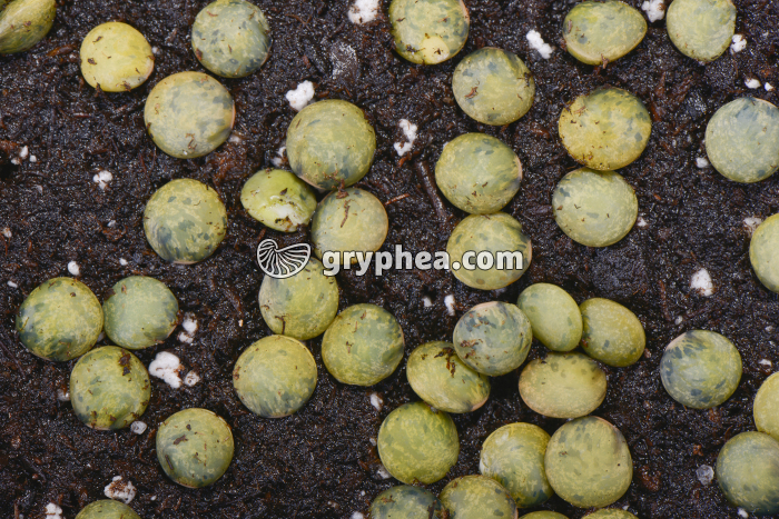 Germination des lentilles - hydratation des graines (détail) - gryphea.com